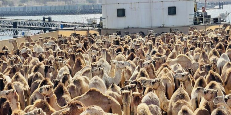 ‎ميناء السويق يستقبل أكثر من 300 رأساً من الجِمال
