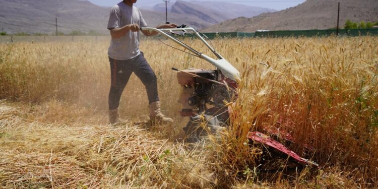نأمل بالقمح نجماً في الأسواق