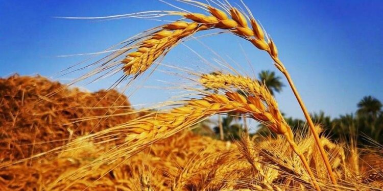 بدأ موسم حصاد القمح بولايتي الكامل والوافي وجعلان بني  بوحسن