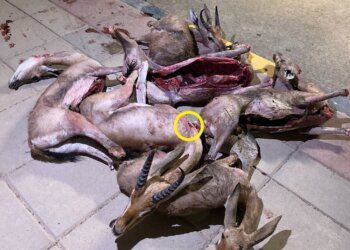 القبض على شخص والبحث عن آخرين.. قامو بقنص عدد من الغزلان العربية والتهديد بالسلاح