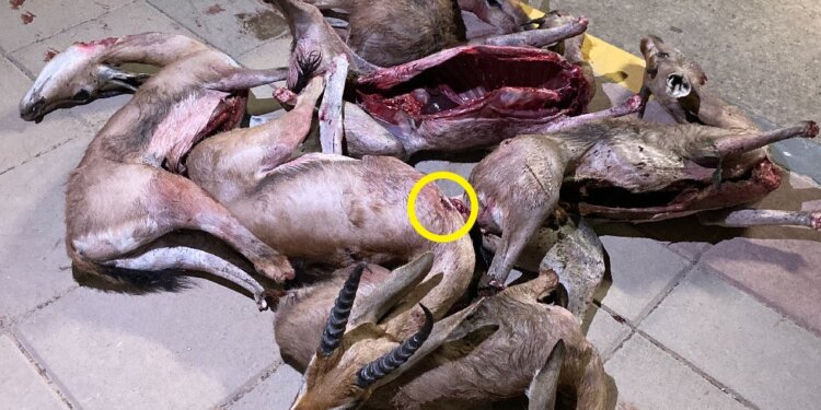 القبض على شخص والبحث عن آخرين.. قامو بقنص عدد من الغزلان العربية والتهديد بالسلاح