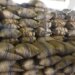 التجارة والصناعة وترويج الاستثمار تستلم أكثر من 180 طنًّا من البسور لمحصول عام 2020م
