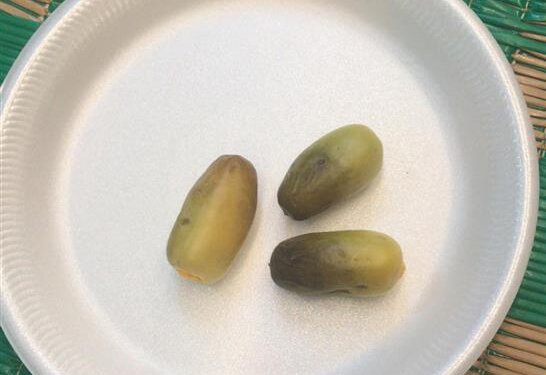 بدء تباشير نخلة النغال بعبري