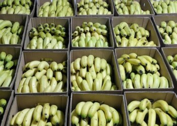 دراسة جديدة للحفاظ على سلالات الموز المحلية