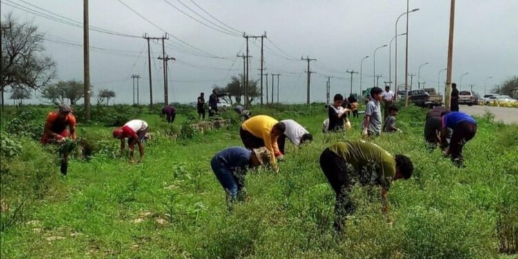 فريق العمل المشترك للتعامل مع نبتة البارثنيوم بمحافظة ظفار يعقد اجتماعه الخامس