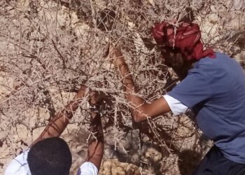 انطلاق مشروع جمع ونثر وغرس بذور النباتات البرية بمحافظة ظفار