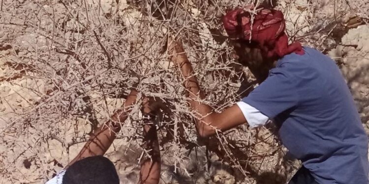 انطلاق مشروع جمع ونثر وغرس بذور النباتات البرية بمحافظة ظفار