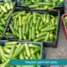 بدء حصاد المحاصيل المزروعة بنظام الزراعة المائية بمحافظة مسندم
