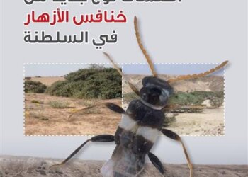 في العدد الجديد من اصدار الوشق.. اكتشاف نوع جديد من خنافس الأزهار في السلطنة