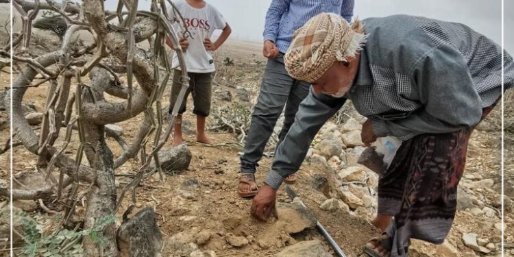 بالصور: جمع ونثر وغرس بذور النباتات البرّية في ظفار