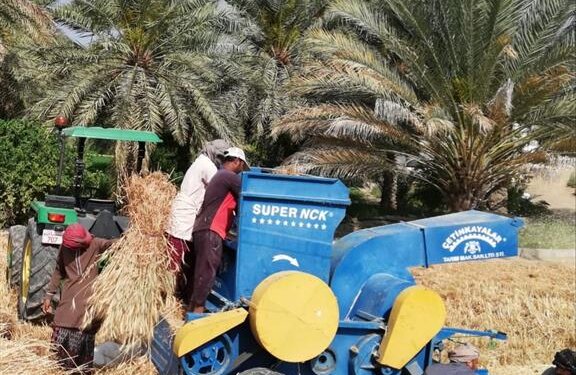 ارتفاع الإنتاج الزراعي بولاية الحمراء