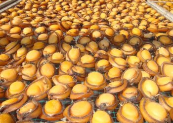 تواصل العمل في مشروع زيادة إنتاجية وتوطين الصفيلح