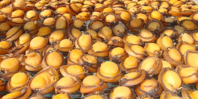 تواصل العمل في مشروع زيادة إنتاجية وتوطين الصفيلح