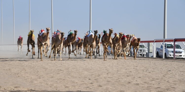 الجمعة.. انطلاق منافسات مهرجان الاتحاد العُماني لسباقات الهجن 2021م