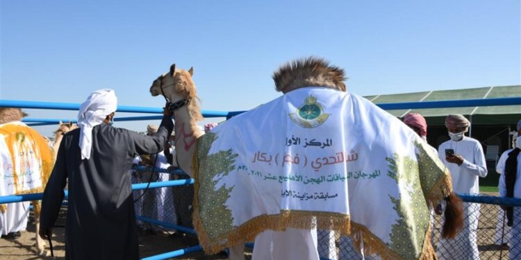 اليوم .. انطلاق منافسات مسابقة مزاينة الإبل