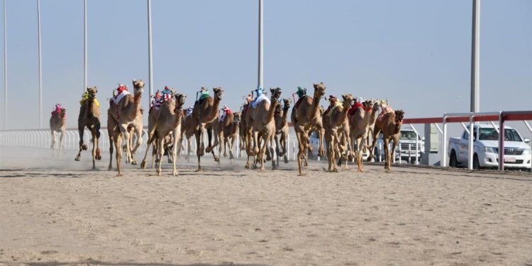 السباق التأهيلي الثاني للهجن ينطلق غداً