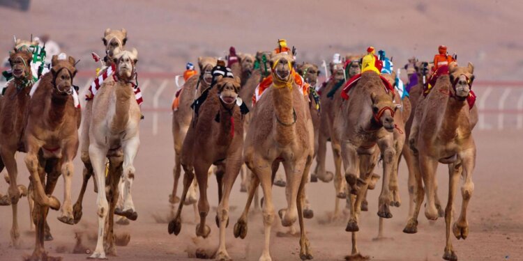 “الثقافة والرياضة والشباب” تقدم دعماً ماليًّا لإقامة سباقات الهجن