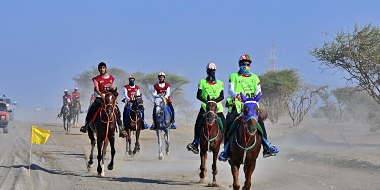 اتحاد الفروسية ينجح في تأهيل 66 خيلًا بمسابقات القدرة والتحمل لمسافات 40 و80كم