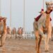 الخميس المقبل .. بدء منافسات السباق الثالث للهجن على ميدان رفاش بولاية عبري
