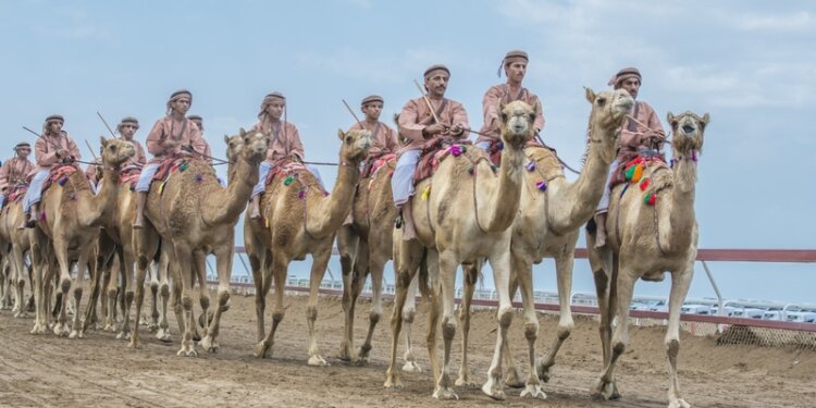 الهجانة السُّلطانية تشارك في فعاليات الإبل بالسعودية وقطر