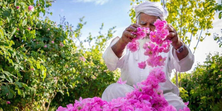 منها موسم حصاد الورد .. هذه أهم المواسم السياحية المتفردة بالجبل الأخضر