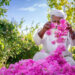 منها موسم حصاد الورد .. هذه أهم المواسم السياحية المتفردة بالجبل الأخضر