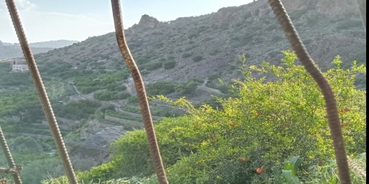سِحـرُ الرُمّـان