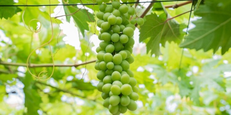 استعدادات مبكرة لمهرجان العنب بالمضيبي