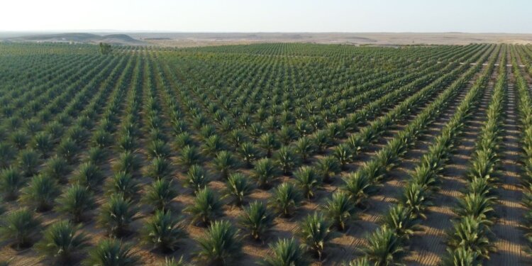 أكثر من 9 ملايين نخلة و352 صنفا بسلطنة عُمان تشكل أطول موسم لجني الرطب في العالم