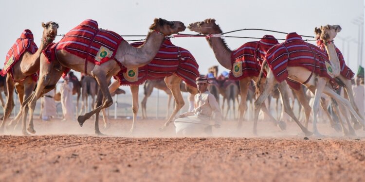 إدراج الهجّانة السُّلطانية في قائمة التراث الثقافي غير المادي بمنظمة الإيسيسكو