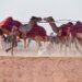 إدراج الهجّانة السُّلطانية في قائمة التراث الثقافي غير المادي بمنظمة الإيسيسكو