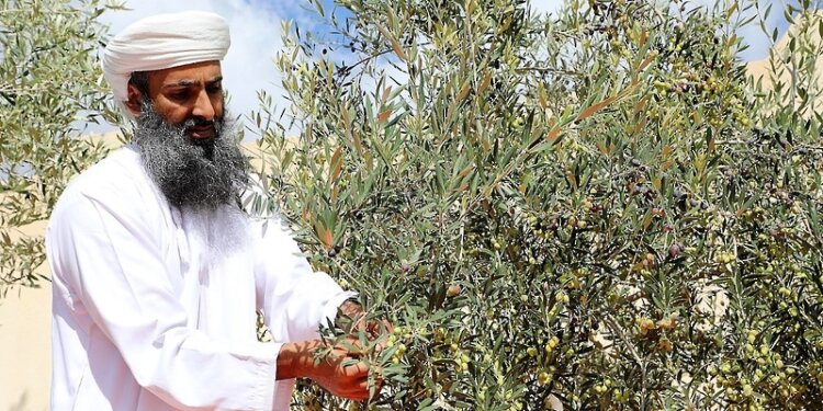 200 ألف ريال عماني… القيمة السوقية لزيت زيتون الجبل الأخضر خلال موسم 2022م