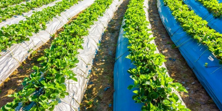 العامرات..طرح الفرصة الاستثمارية لإقامة مشروعات زراعية باستخدام المياه المعالجة