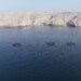 استزراع الأسماك الزعنفية في خصب: تعزيز الاستدامة في القطاع السمكي