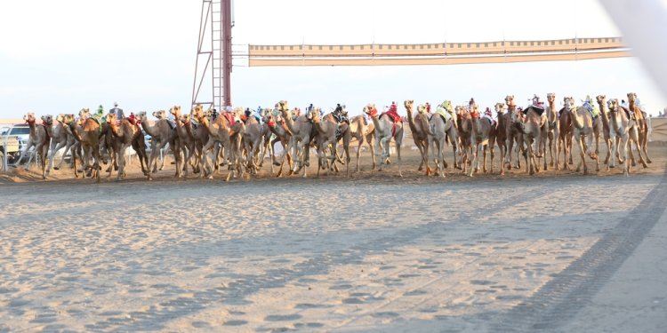 اليوم .. انطلاق منافسات السباق العام للهجن بولاية بركاء