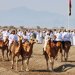 ختام مهرجان الأصالة للهجن والخيل بصحم