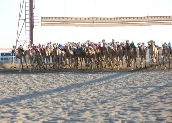 تواصل منافسات السباق العام للهجن بولاية بركاء