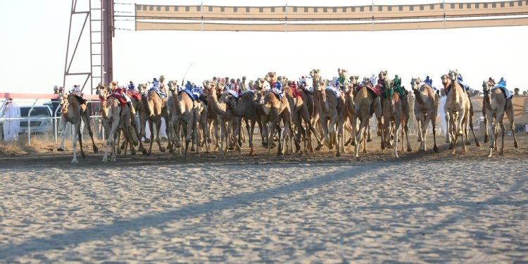 تواصل منافسات السباق العام للهجن بولاية بركاء
