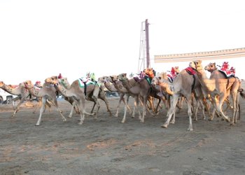 السباق العام للهجن يواصل منافساته لليوم الثالث على التوالي