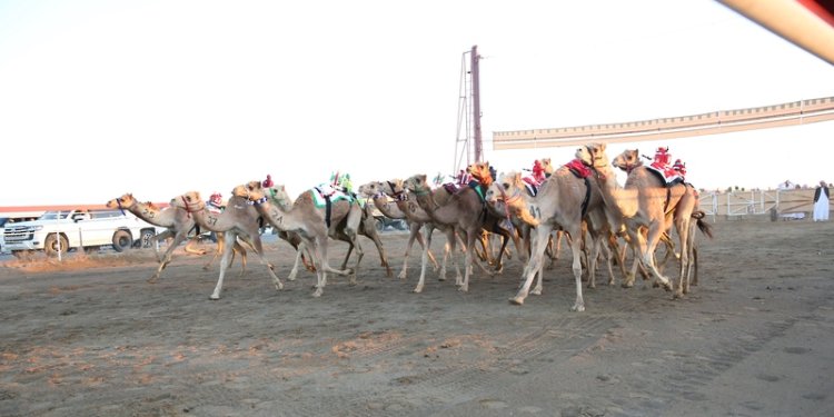 السباق العام للهجن يواصل منافساته لليوم الثالث على التوالي