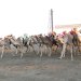 السباق العام للهجن يواصل منافساته لليوم الثالث على التوالي