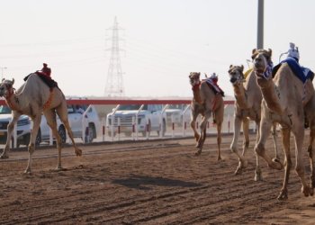 8 أشواط ضمن منافسات مهرجان البشائر السنوي الثامن للهجن بولاية أدم