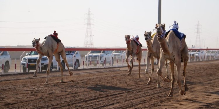 8 أشواط ضمن منافسات مهرجان البشائر السنوي الثامن للهجن بولاية أدم