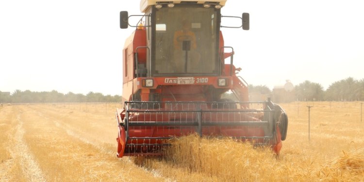 مزارعو أدم يبدأون موسم حصاد القمح بإنتاج متوقّع يبلغ 120 طنًا