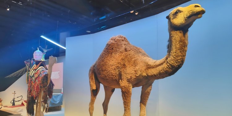 صحاري تعج بالحياة في معرض بمتحف التاريخ الطبيعي في باريس