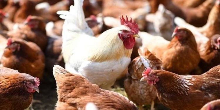 قرار وزاري يقر بحظر استيراد الطيور الحيّة ومنتجاتها ومشتقاتها من 8 دول