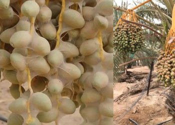عنكبوت النخيل تحت المجهر: آفة خفية تهدد محصول التمور .. وهذه طرق المكافحة