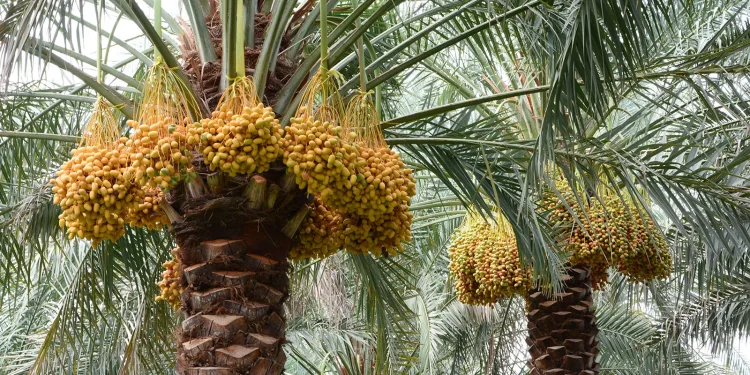 فرص استثمارية جديدة للمستثمرين في مجال الزراعة بمحافظة الظاهرة