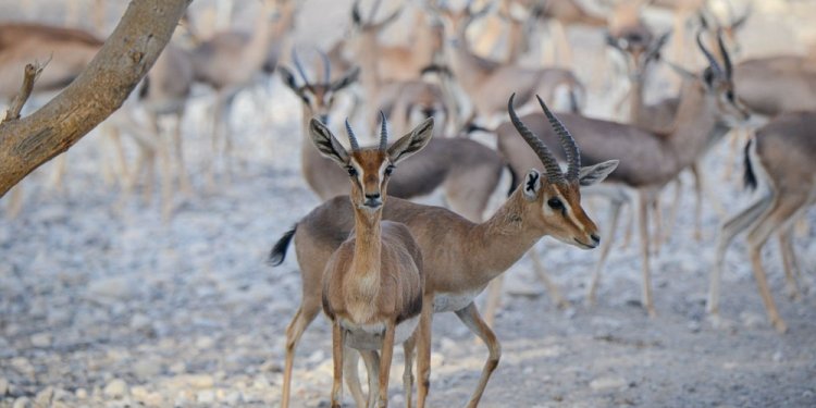 باحثون عُمانيون يحققون سبقًا علميًا في توثيق الجين الوراثي للغزال العربي