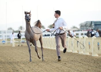 نزوى تستعد لاحتضان بطولة الرباطيّة المحلية الأولى لجمال الخيل العربية